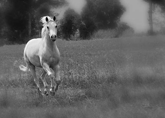 The ‘No-Horn’ Unicorn & My Not-So-Magical Life…