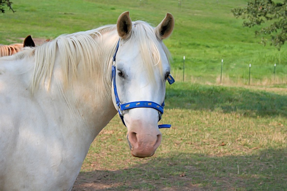 Mr. Ed Rides Again – Solo