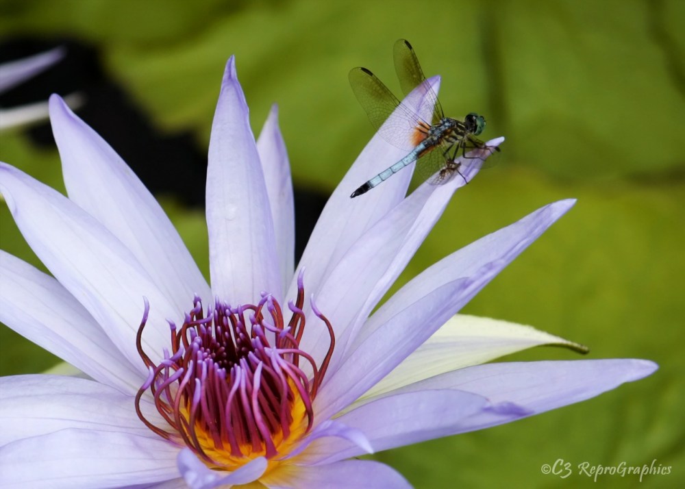 A Love Affair with Monet…