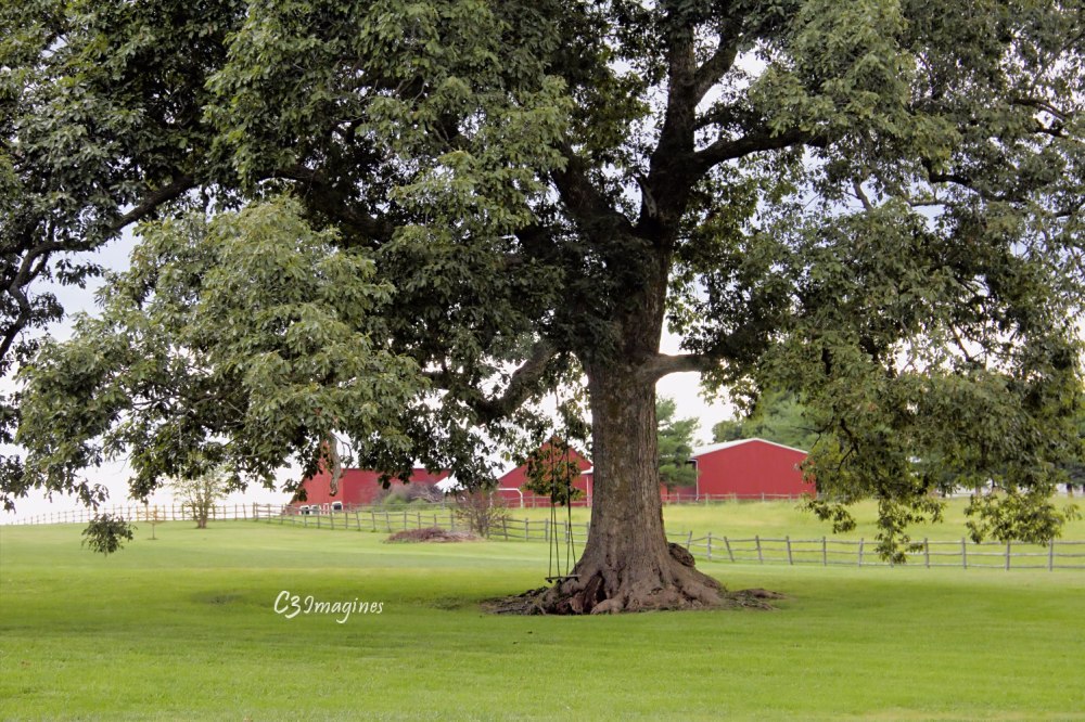By the Old Oak Tree…