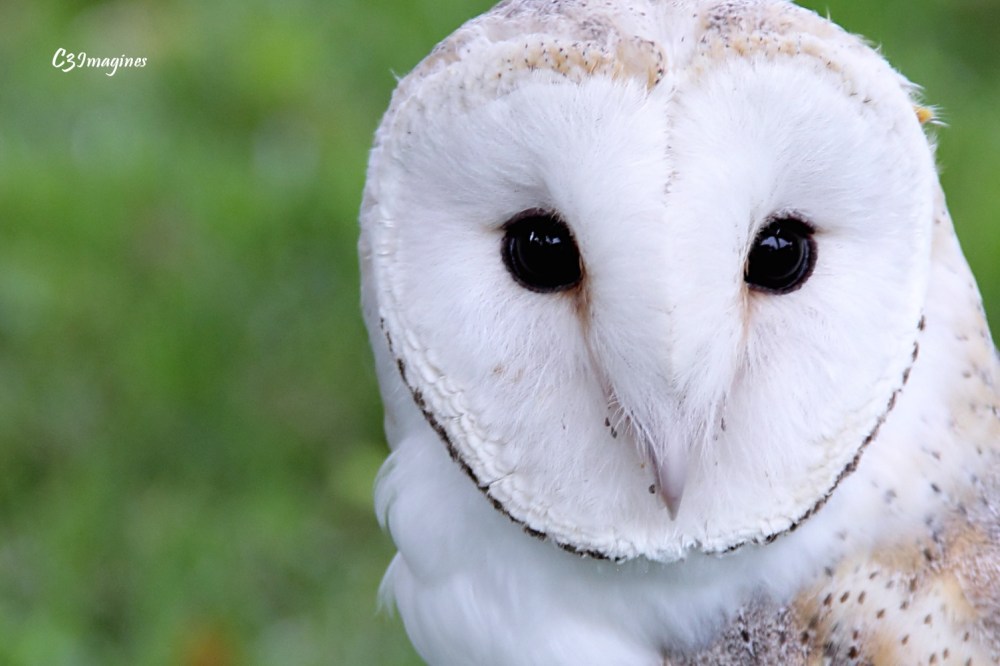 World Bird Sanctuary