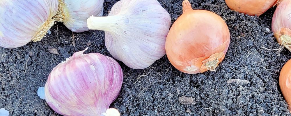 Growing Shallots
